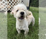 Small #2 Poodle (Miniature)
