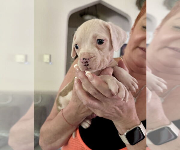 Medium Photo #8 American Staffordshire Terrier-Unknown Mix Puppy For Sale in Brewster, NY, USA