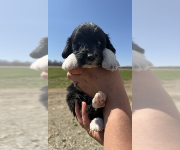 Medium Photo #1 Aussiedoodle Puppy For Sale in JEROME, MI, USA