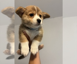 Pembroke Welsh Corgi Puppy for sale in OAKLEY, CA, USA