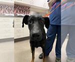 Small Doberman Pinscher-Great Dane Mix