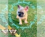 Puppy LV French Bulldog