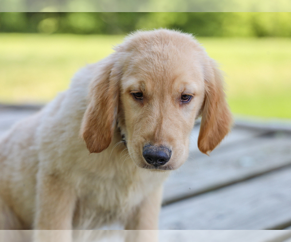 Medium Photo #4 Golden Retriever Puppy For Sale in LIBERTY, KY, USA