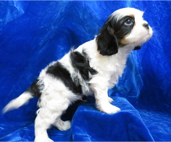 Medium Photo #6 Cavalier King Charles Spaniel Puppy For Sale in NORWOOD, MO, USA