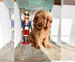 Small Photo #2 Goldendoodle (Miniature) Puppy For Sale in WEST POINT, KY, USA