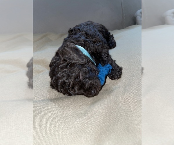Medium Photo #4 Poodle (Toy) Puppy For Sale in MURRIETA, CA, USA