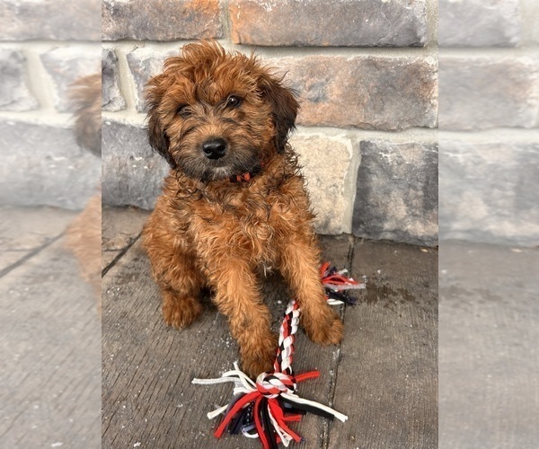 Medium Photo #3 Whoodle (Miniature) Puppy For Sale in MIDDLEBURY, IN, USA
