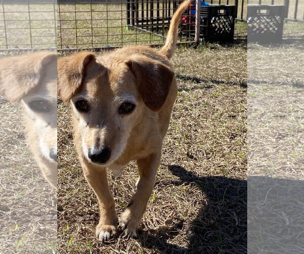 Medium Photo #3  Puppy For Sale in , 