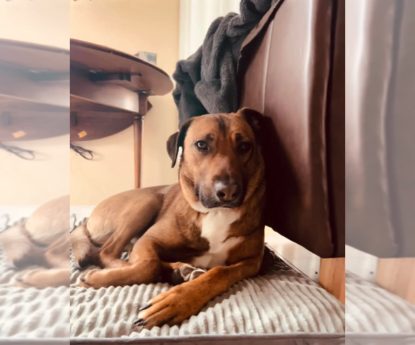 Medium Photo #10 Mutt Puppy For Sale in Westminster, MD, USA