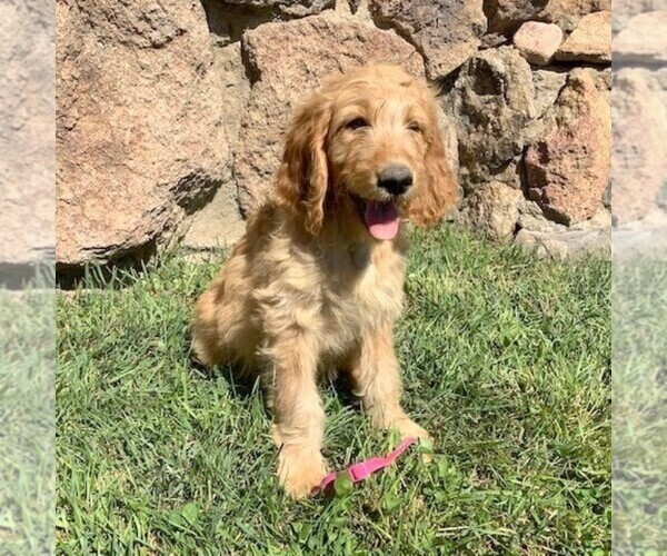 Medium Photo #1 Irish Doodle-Poodle (Standard) Mix Puppy For Sale in CANON CITY, CO, USA