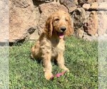 Small Photo #1 Irish Doodle-Poodle (Standard) Mix Puppy For Sale in CANON CITY, CO, USA