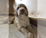 Small Photo #2 Goldendoodle Puppy For Sale in BYRAM, MS, USA