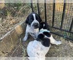 Small Photo #4 Pointer Puppy For Sale in SACRAMENTO, CA, USA