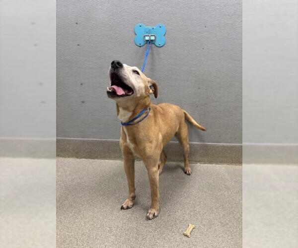 Medium Photo #1 Mutt Puppy For Sale in Las Vegas, NV, USA