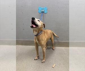 Mutt Dogs for adoption in Las Vegas, NV, USA