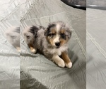 Small Photo #5 Australian Shepherd Puppy For Sale in MCALESTER, OK, USA