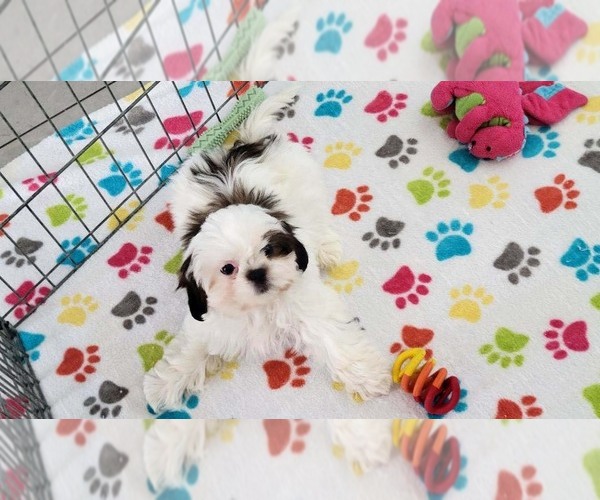 Medium Photo #6 Shih Tzu Puppy For Sale in ORO VALLEY, AZ, USA