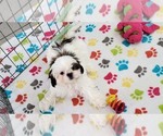 Small #5 Shih Tzu