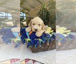 Small Labradoodle