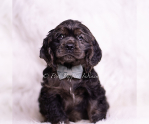 Medium Cocker Spaniel