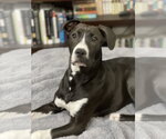 Small #12 American Pit Bull Terrier Mix
