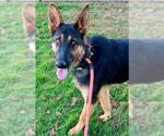 Small German Shepherd Dog