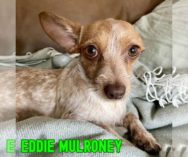 Medium Photo #10 Dachshund-Unknown Mix Puppy For Sale in San Antonio, TX, USA