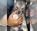 Puppy Hyena Siberian Husky