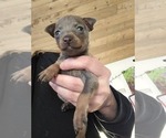 Small #4 Miniature Pinscher