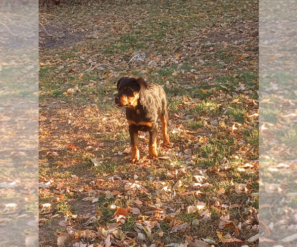 Medium Photo #3 Rottweiler Puppy For Sale in NEW LONDON, MO, USA