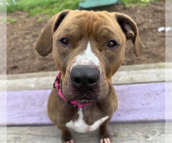 Medium Photo #2 Boxer-Unknown Mix Puppy For Sale in McKinleyville, CA, USA
