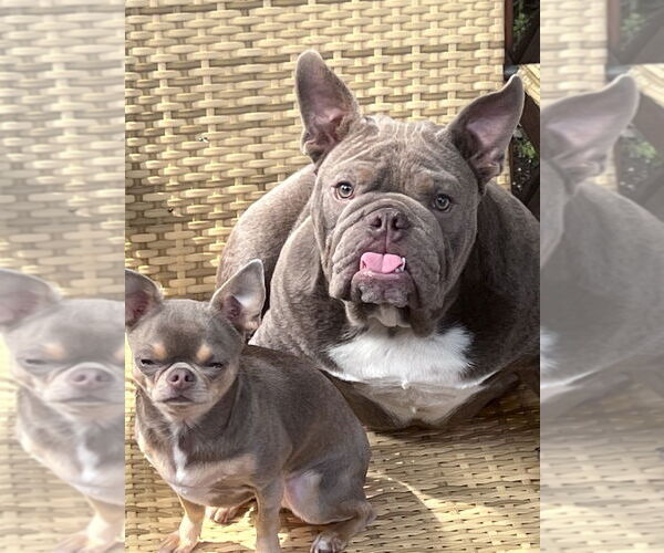 Medium Photo #2 American Bulldog Puppy For Sale in Brewster, NY, USA