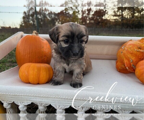 Medium Photo #4 Havanese Puppy For Sale in NIANGUA, MO, USA