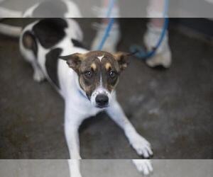 Mountain Cur-Unknown Mix Dogs for adoption in Mountain Home, AR, USA