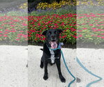 Small Photo #5 Labrador Retriever-Unknown Mix Puppy For Sale in Rockaway, NJ, USA