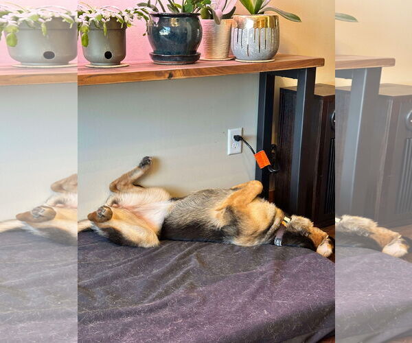 Medium Photo #3 German Shepherd Dog Puppy For Sale in Roseville, MN, USA