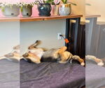 Small #2 German Shepherd Dog