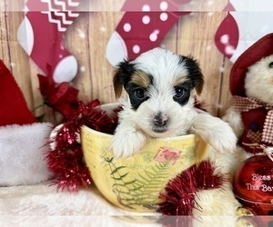 Morkie Puppy for sale in CASSVILLE, MO, USA