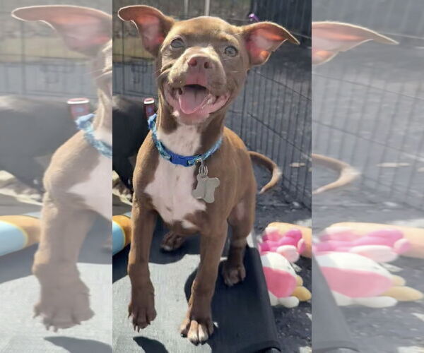 Medium Photo #3 Labrador Retriever-Unknown Mix Puppy For Sale in Sanford, FL, USA