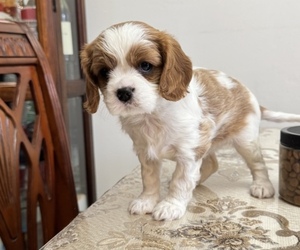 Cavalier King Charles Spaniel Puppy for sale in MOUNT SINAI, NY, USA
