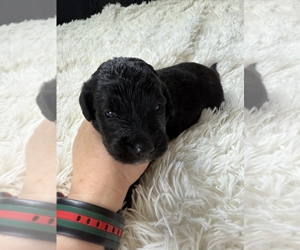 Medium Photo #61 Bernedoodle Puppy For Sale in BELMONT, NC, USA