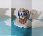 Small Photo #4 Poodle (Toy) Puppy For Sale in SOUTHGATE, MI, USA
