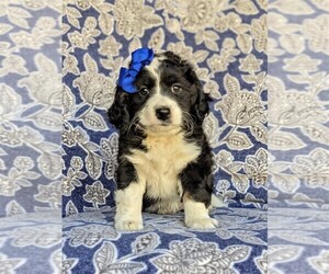 Bernedoodle-Miniature Bernedoodle Mix Puppy for sale in KIRKWOOD, PA, USA