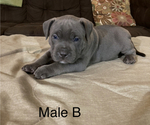 Small Photo #7 American Bully Puppy For Sale in JOPLIN, MO, USA