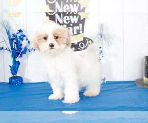 Shih-Poo Puppy for sale in BEL AIR, MD, USA