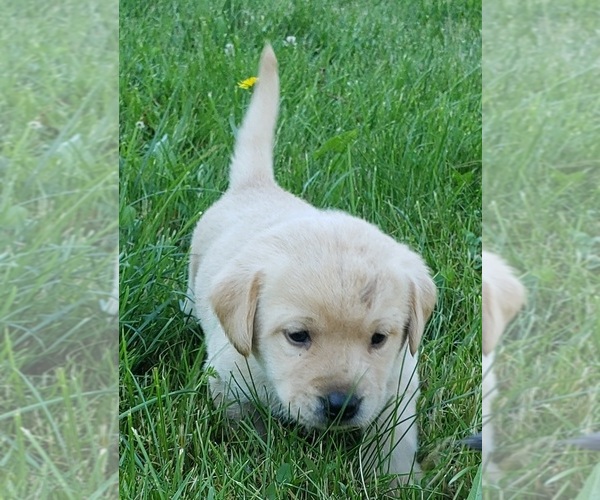 Medium Photo #4 Labrador Retriever Puppy For Sale in OLYMPIA, WA, USA