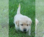 Small #3 Labrador Retriever