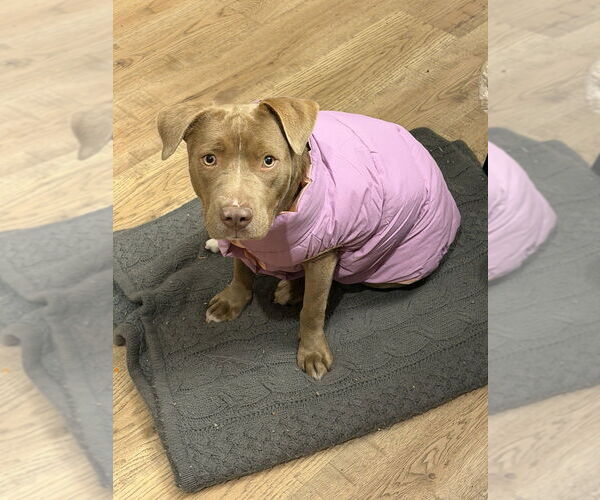 Medium Photo #6 Mutt Puppy For Sale in Lakewood, CO, USA