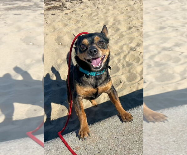 Medium Photo #8 Chipin Puppy For Sale in Newport Beach, CA, USA