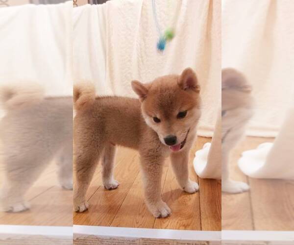 Medium Photo #3 Shiba Inu Puppy For Sale in TEMPLE CITY, CA, USA
